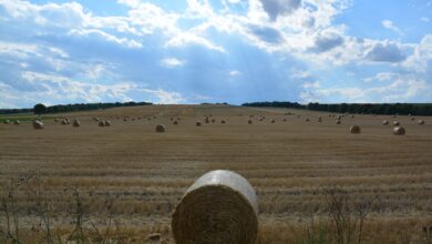 Photo of Czym wyróżnia się konstrukcja Bizona BS?