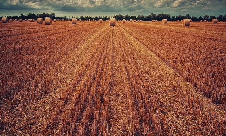 Jak wybrać ciągnik najlepszy dla żniwiarzy